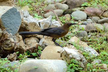Female Great-Tailed Grackle