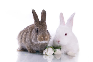 little rabbit and flowers