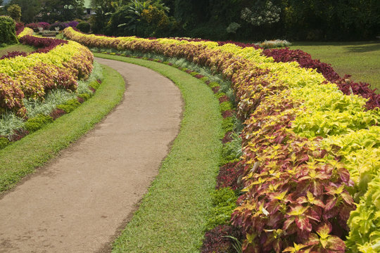 Royal Botanic Gardens in  Kandy, Sri Lanka.