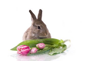 little rabbit and flowers