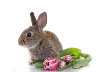 little rabbit and flowers