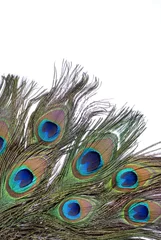 Fotobehang peacock feather © studioDG