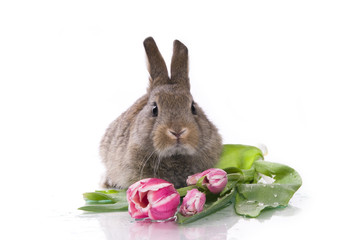 little rabbit and flowers
