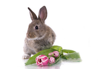 little rabbit and flowers