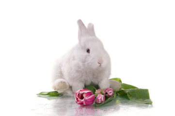 little rabbit and flowers