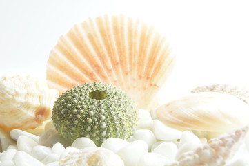 muscheln © frogstyle