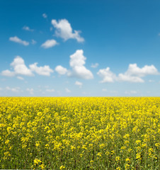 flower of oil rape in field with blue sky and clouds