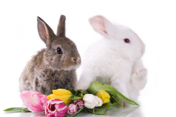 little rabbit and flowers