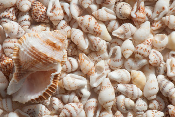 seashell
