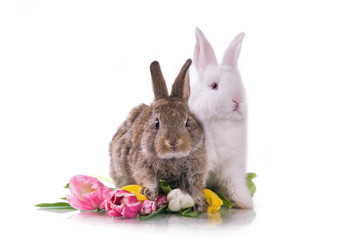 little rabbit and flowers