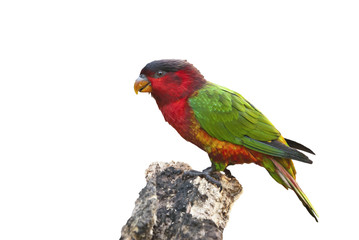 Loro ecléctico