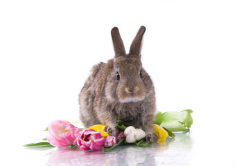 little rabbit and flowers