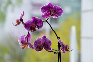 Orchid on the window