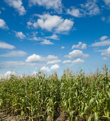 field with corn under blue sky and clouds