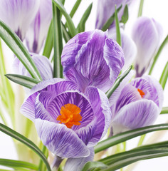 Crocus flowers on white