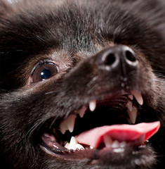 Small black shpitz puppy