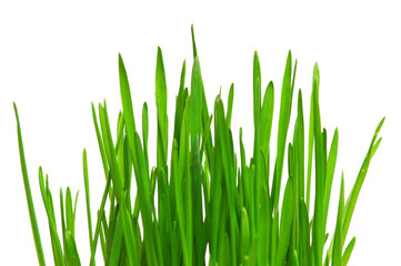 Wheat grass