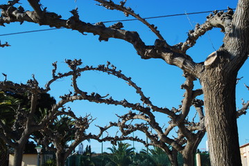 Clipped trees on the terras