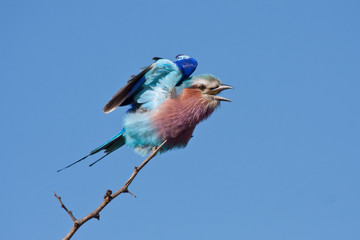 Lilacbreasted Roller