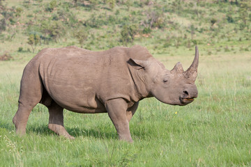 Fototapeta premium White Rhino