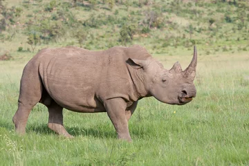 Foto op Plexiglas White Rhino © Phillip du Plessis