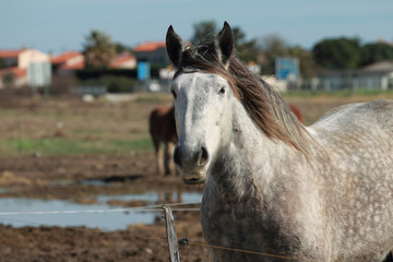 Obraz premium Cheval de Trait