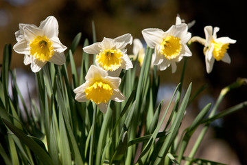 Obraz premium Narcissus (Daffodils)
