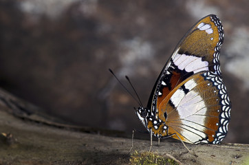 Plain Tiger Butterfly