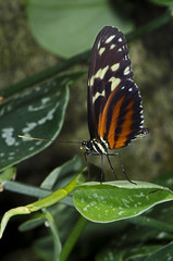 Tiger Longwing Butterfly