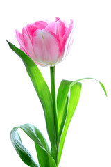Rosa Frühlings Tulpe - Frühlings Blume