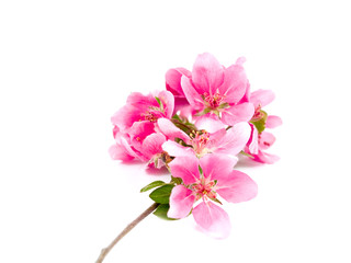 Bright Pink Clusters of Tree Blossoms Isolated on White