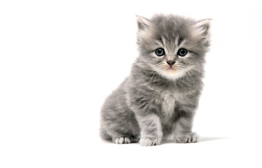 Cute Kitten isolated in white background