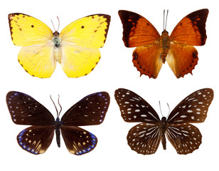 Fototapeta na wymiar Zestaw egzotycznych motyli