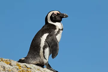 Foto op Plexiglas Afrikaanse pinguïn © EcoView