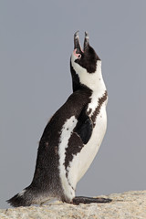 Fototapeta premium African penguin calling