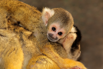 Squirrel monkey with baby