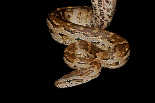 Southern African python