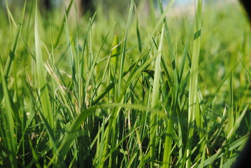 herbe