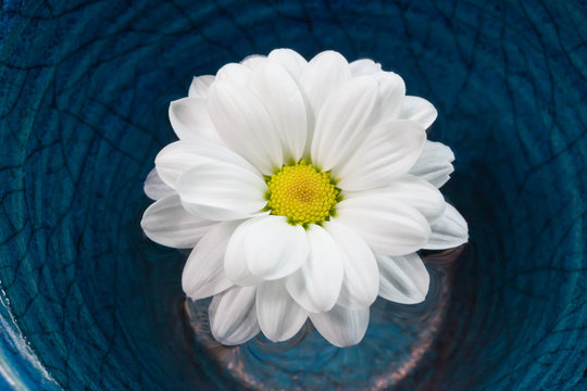 Chrysantheme im Wassertopf