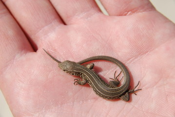 little lizard