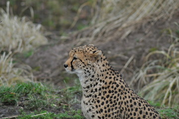 Cheetah
