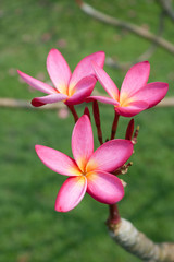 Fototapeta premium Plumeria flowers
