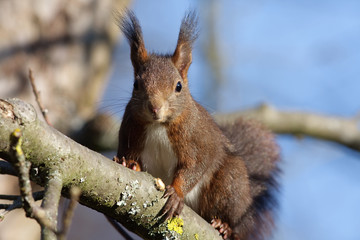 Eichhörnchen © hfox