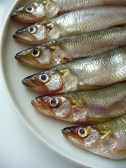 small fish (smelts) on white  plate