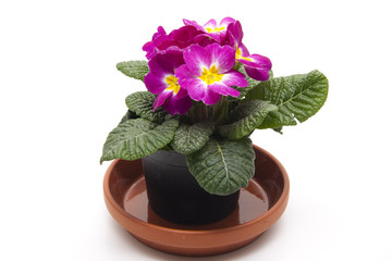 Primel im Blumentopf