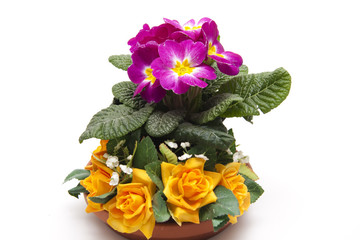 Primel mit Blumenschmuck