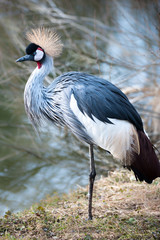 Fototapeta premium Black Crowned Crane (lat. Balearica pavonina)