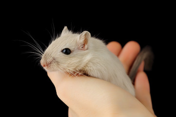 Isolated pet mouse. Cute little gerbil in human hand isolated on black background