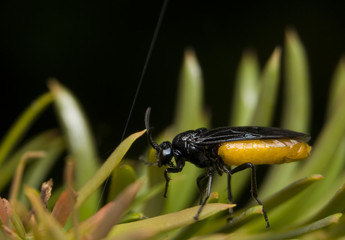 Wasp