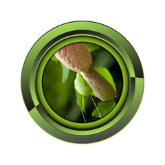 jardin jardinage plante plantation printemps bouton fleur